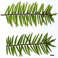 SpeciesSub: var. wilsoniana